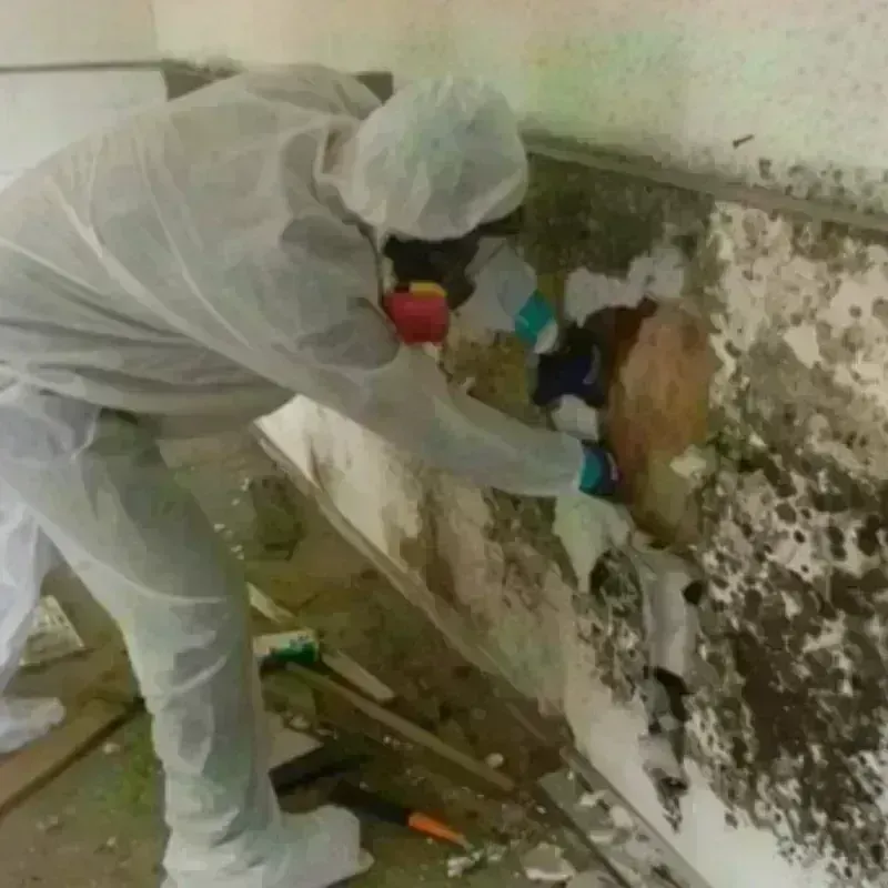 Mold Remediation and Removal in Wildwood, TN